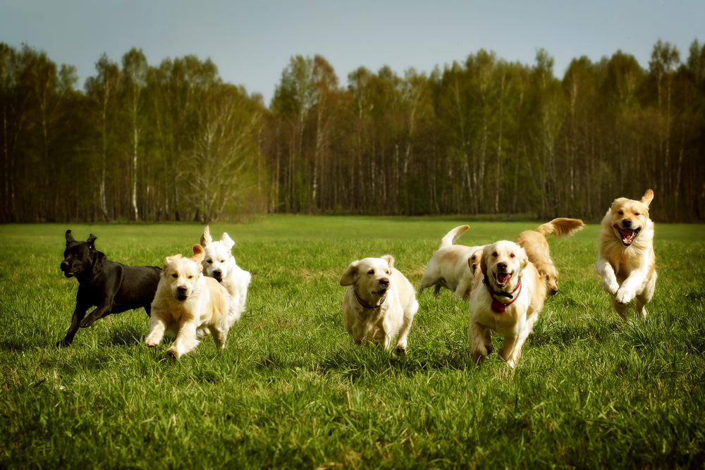 Dogs Playing on Grass
