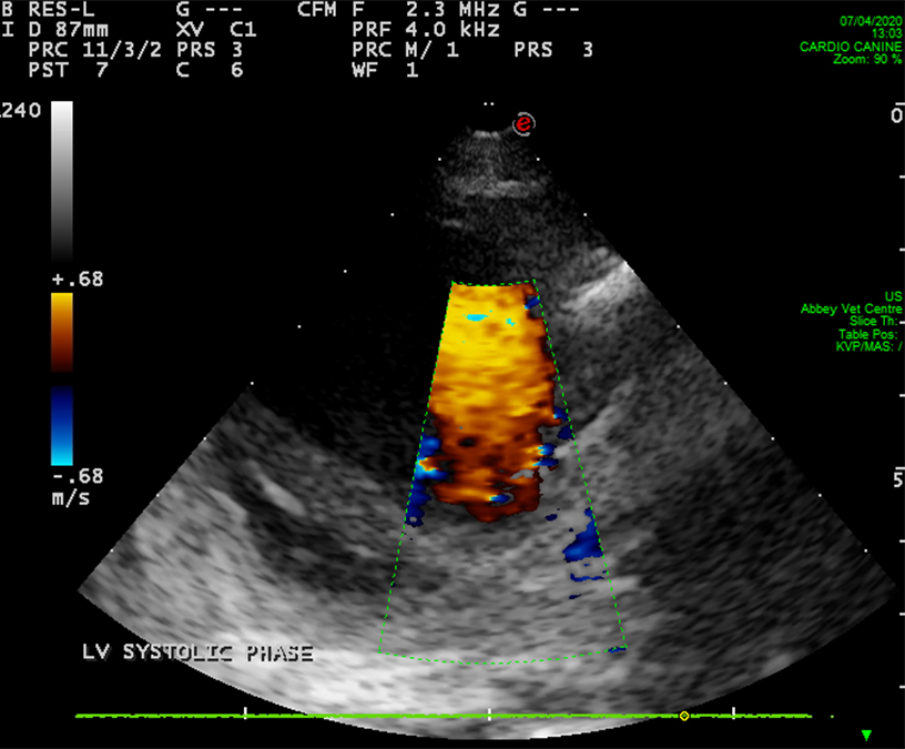 are dogs sedated for ultrasounds